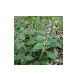 Turkesterone 40%, Natural Ajuga Turkestanica Extract, 500Grams/bag